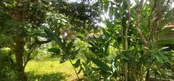 Adelphi Park Estate (D20), Terrace #594922011